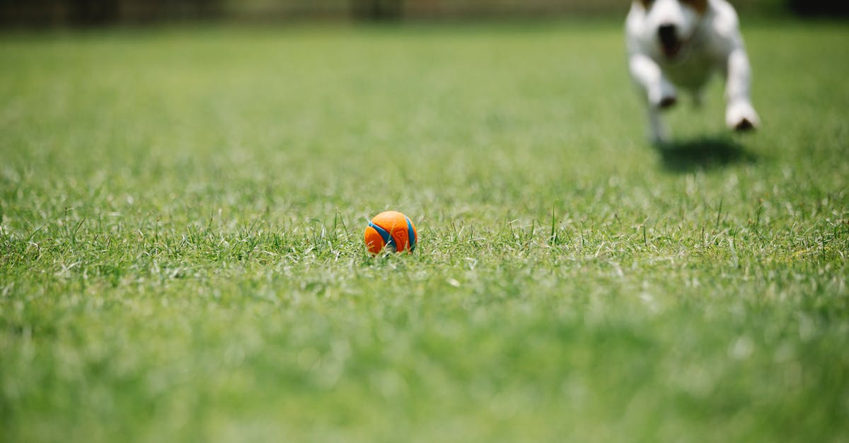 Power Play: Do I have to collect my weekly bonus every week? - Fast purebred dog running on meadow with ball Power Play: Do I have to collect my weekly bonus every week? - Fast purebred dog running on meadow with ball