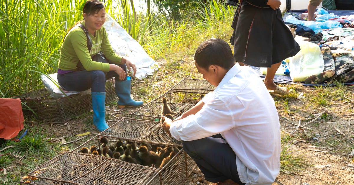 Problems with custom villagers and trading - Asian male in casual wear hunkering down and choosing ducklings from cages in indigenous street bazaar Problems with custom villagers and trading - Asian male in casual wear hunkering down and choosing ducklings from cages in indigenous street bazaar