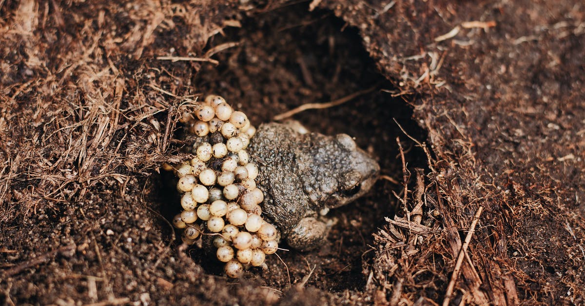 Protecting cc troops from poison spell - From above of male Midwife toad frog or Alytes obstetricans with fertilized eggs on back sitting on ground in nature