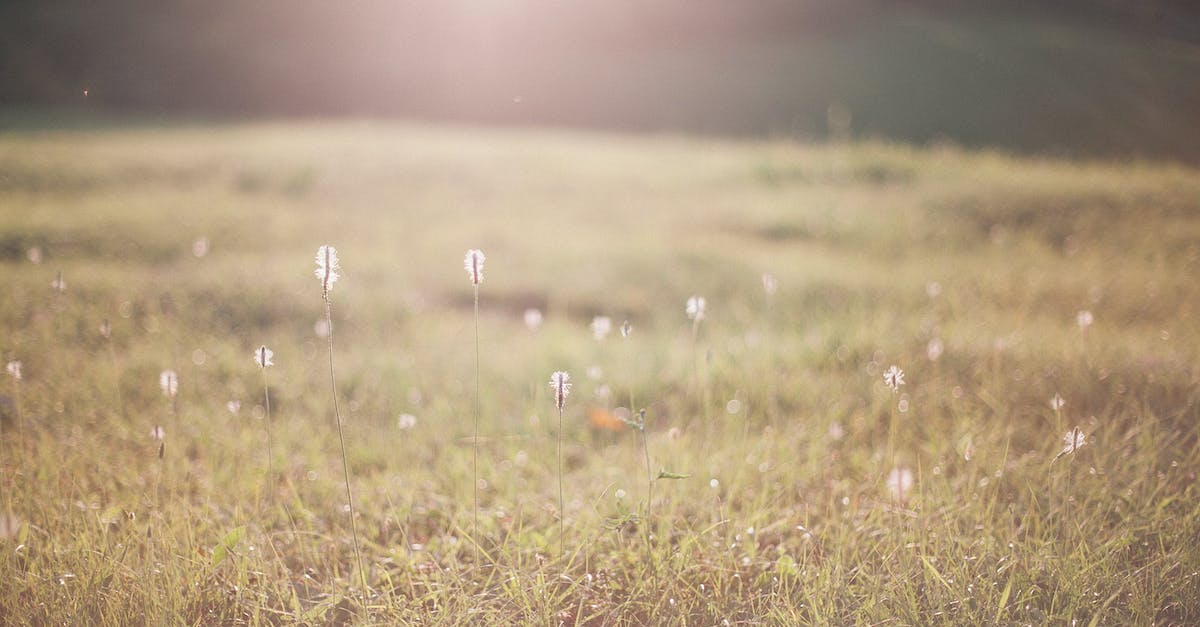Proving grounds endless mode (DPS) - Grass field growing in nature in sunlight