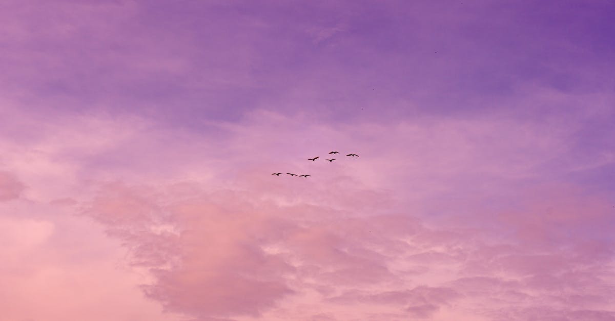 Purple sky in Spore - Birds Flying on the Background of a Purple and Pink Sunset Sky Purple sky in Spore - Birds Flying on the Background of a Purple and Pink Sunset Sky