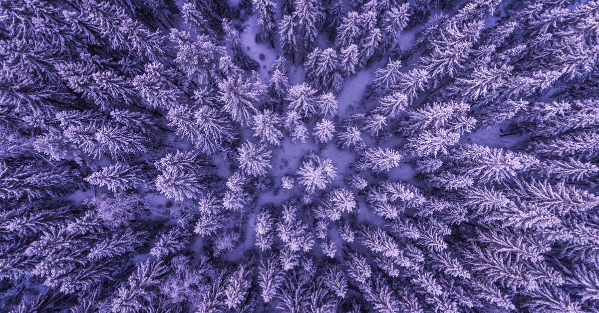 Purple snow in skyrim, what is causing this? - Full Frame Shot of Leaves Purple snow in skyrim, what is causing this? - Full Frame Shot of Leaves