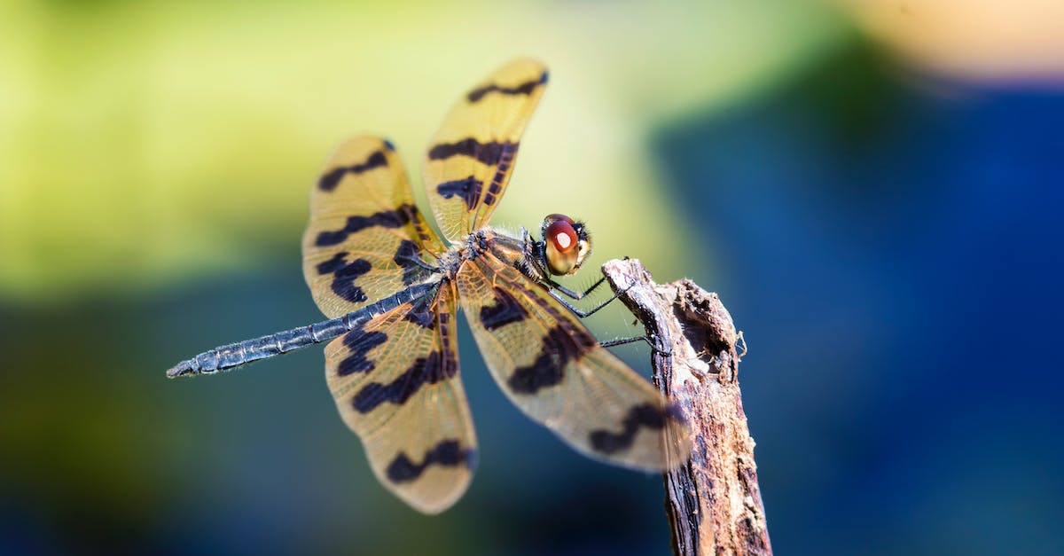 PvZ Garden Warfare graphical issues - Yellow and Black Dragonfly