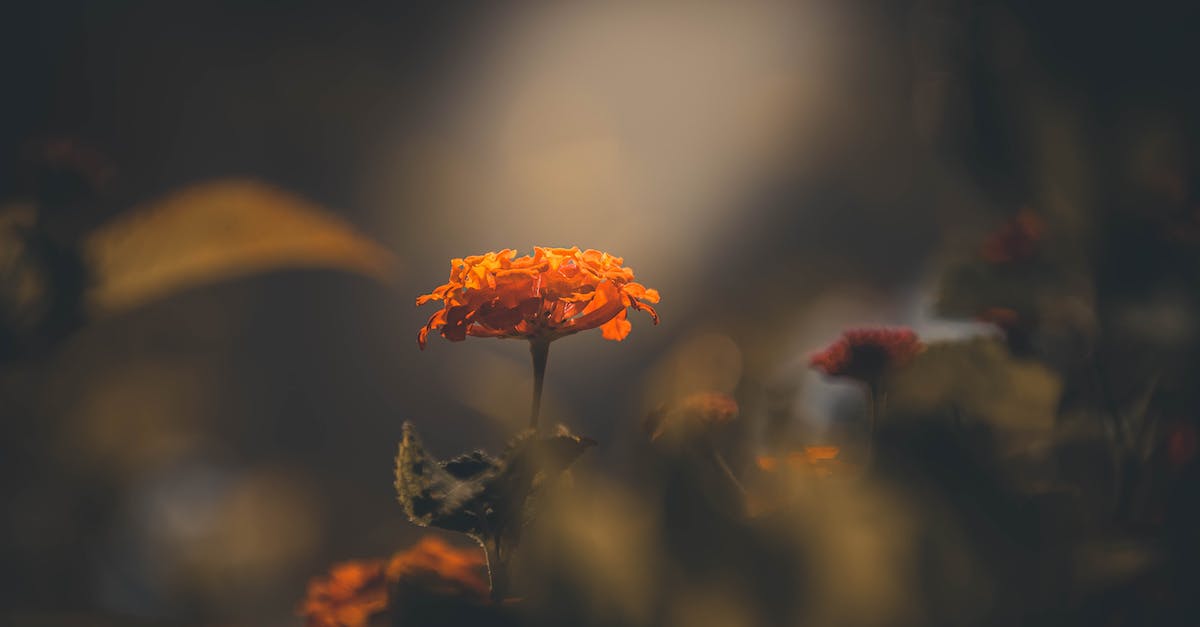 PvZ Garden Warfare graphical issues - Orange Flower in Tilt Shift Lens