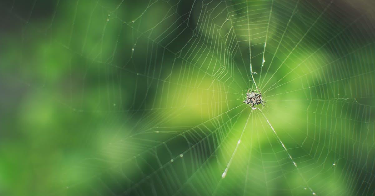 Quest bug while returning Arvak's skull - Black Spider