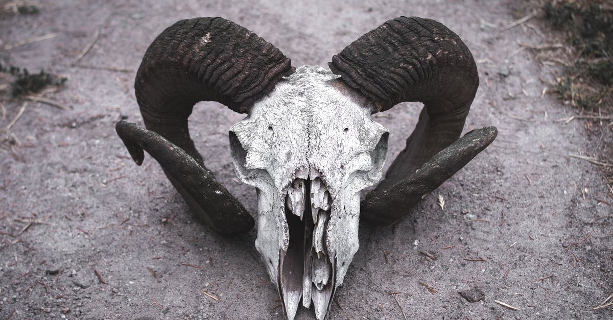 Quest bug while returning Arvak's skull - Free stock photo of animal, bird, bone