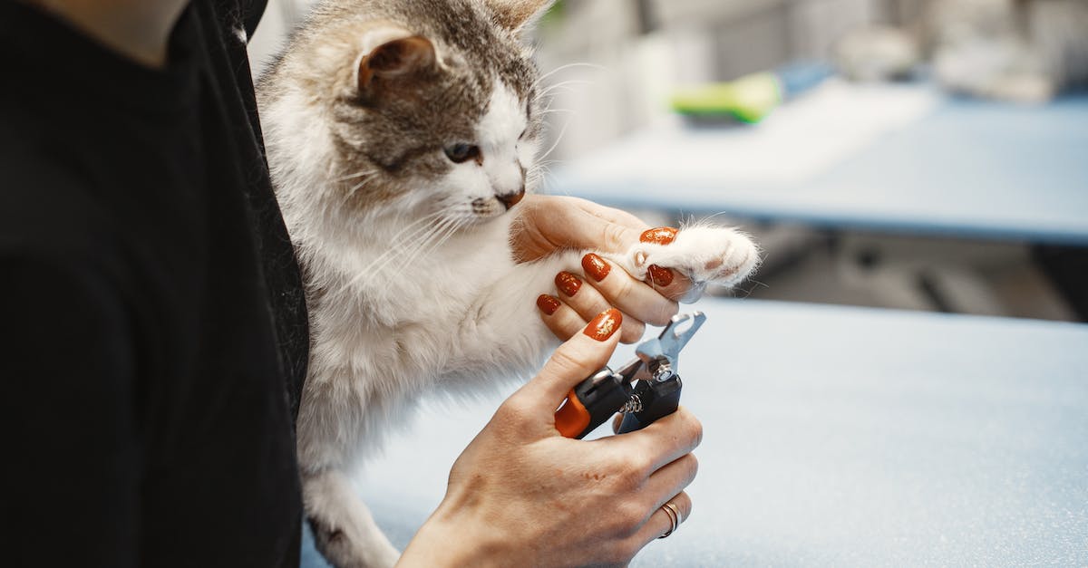 Question about Arkham Knight dialog with Cat Woman and Batman - Cutting Cat Nails Question about Arkham Knight dialog with Cat Woman and Batman - Cutting Cat Nails