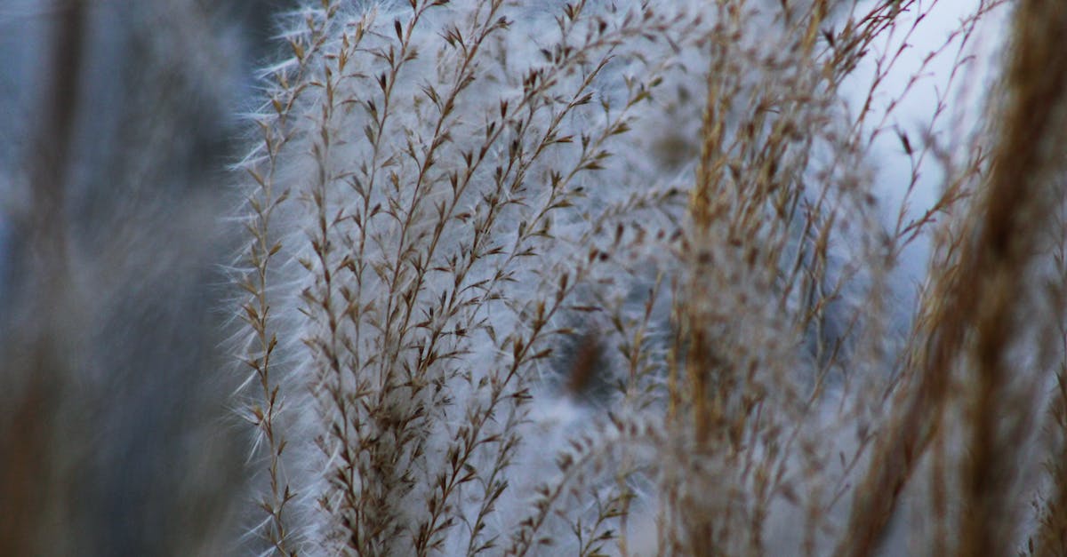 Question about Seed of Tree of Giants - Close-up of Grass Against Sky Question about Seed of Tree of Giants - Close-up of Grass Against Sky