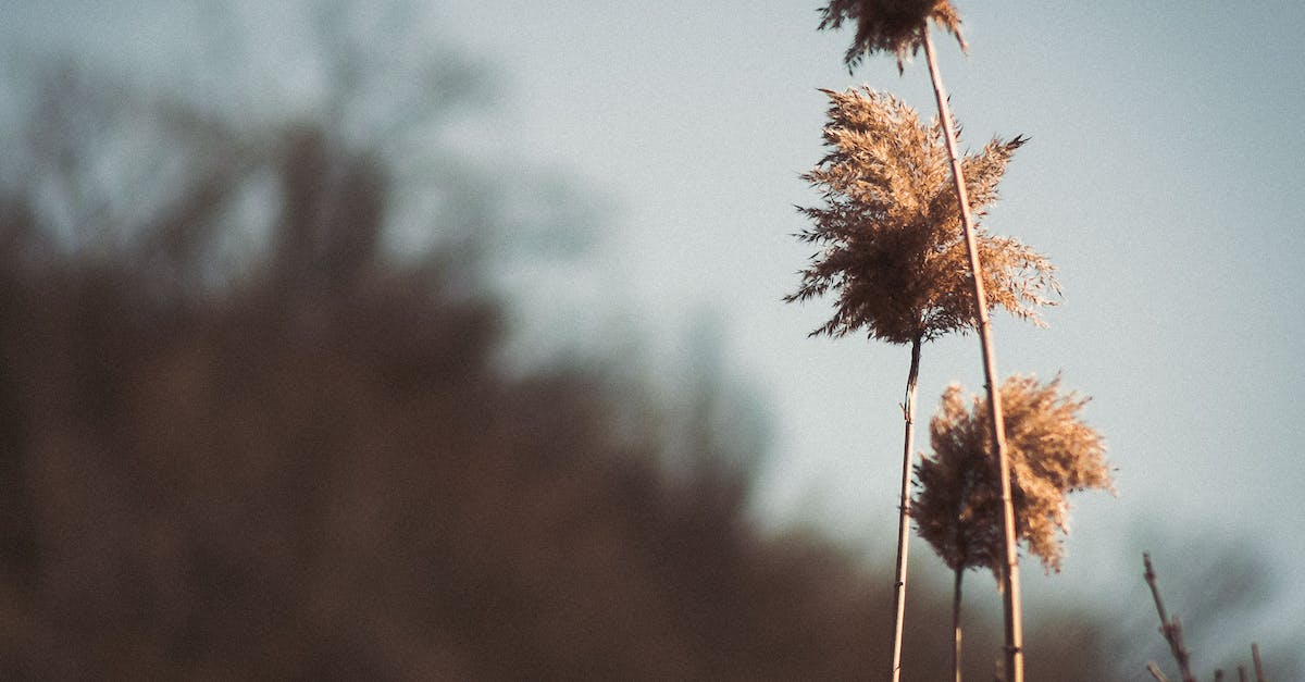 Question about Seed of Tree of Giants - Brown Flowers Under Cloudy Weather Question about Seed of Tree of Giants - Brown Flowers Under Cloudy Weather