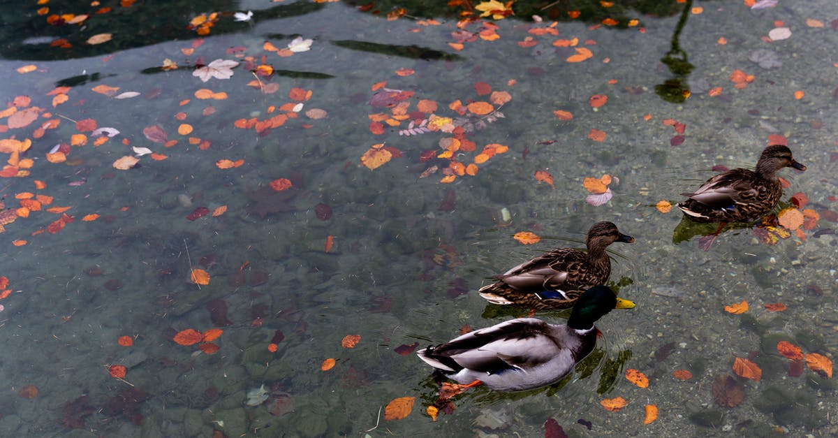 "Quiet will leave enemies awestruck" is this an effect? - Wild ducks swimming in calm lake with colorful autumnal leaves in water in park "Quiet will leave enemies awestruck" is this an effect? - Wild ducks swimming in calm lake with colorful autumnal leaves in water in park