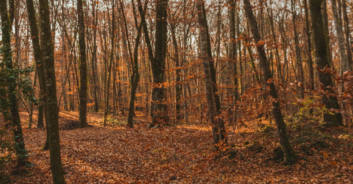 "Quiet will leave enemies awestruck" is this an effect? - Empty pathway covered with dry fallen leaves between tall trunks of trees in autumn woods "Quiet will leave enemies awestruck" is this an effect? - Empty pathway covered with dry fallen leaves between tall trunks of trees in autumn woods