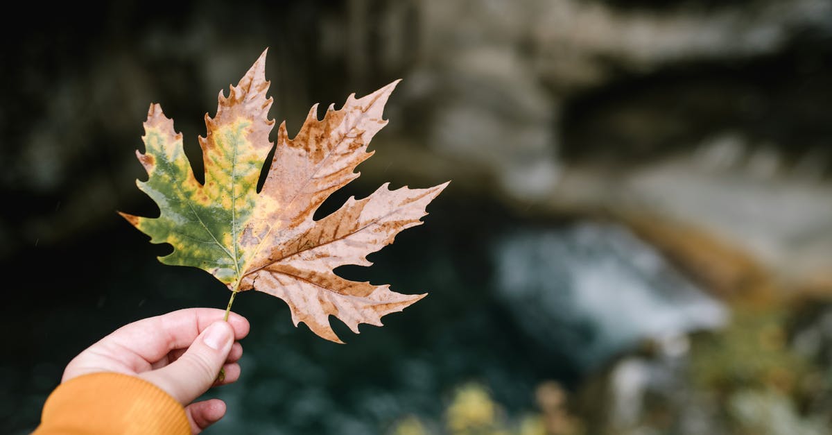 "Quiet will leave enemies awestruck" is this an effect? - Unrecognizable person with autumn maple leaf "Quiet will leave enemies awestruck" is this an effect? - Unrecognizable person with autumn maple leaf