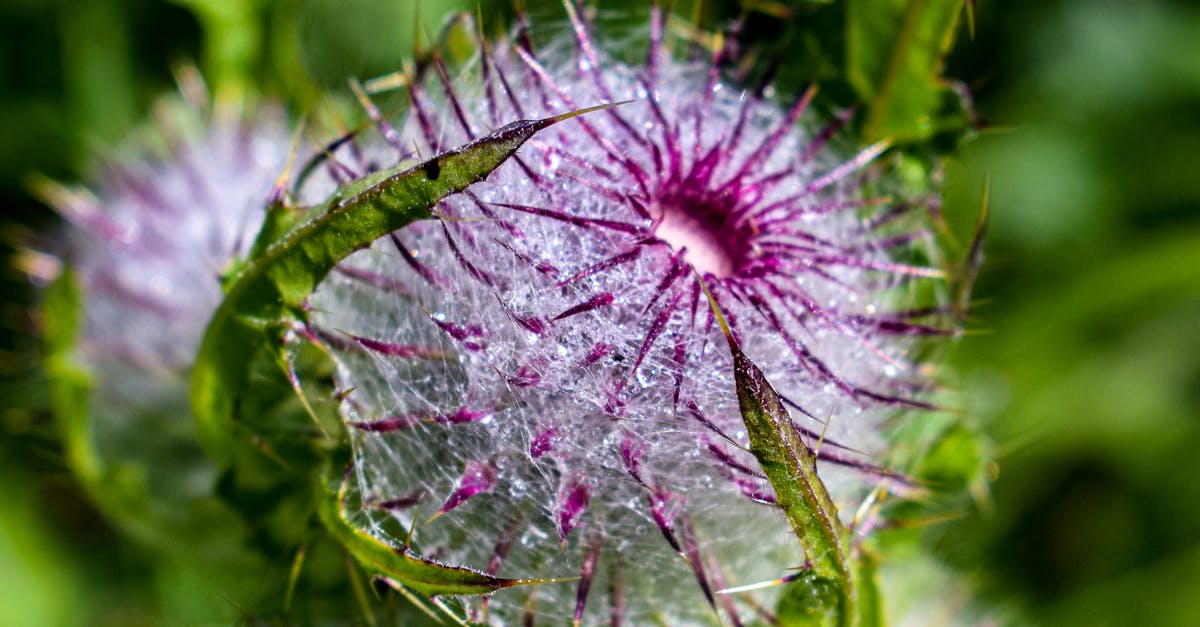 Random lag spikes of 300-500ms - Any suggestions? - Purple Flower in Macro Lens