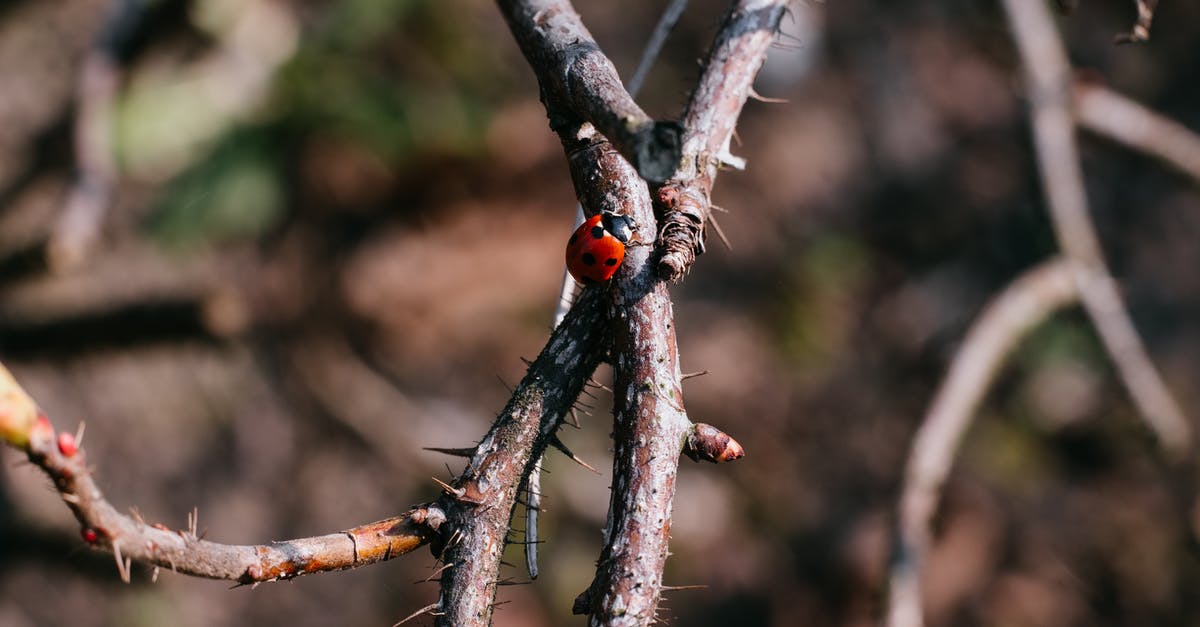 Random lag spikes of 300-500ms - Any suggestions? - Red Ladybug on Brown Tree Branch in Tilt Shift Lens