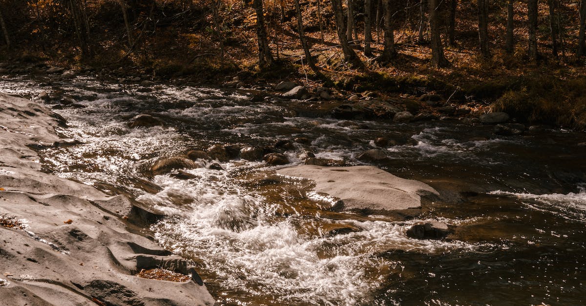Rapid Population Growth in Early Game - Fast stream flowing over rough stony ground in woods with tall trees in sunny day Rapid Population Growth in Early Game - Fast stream flowing over rough stony ground in woods with tall trees in sunny day