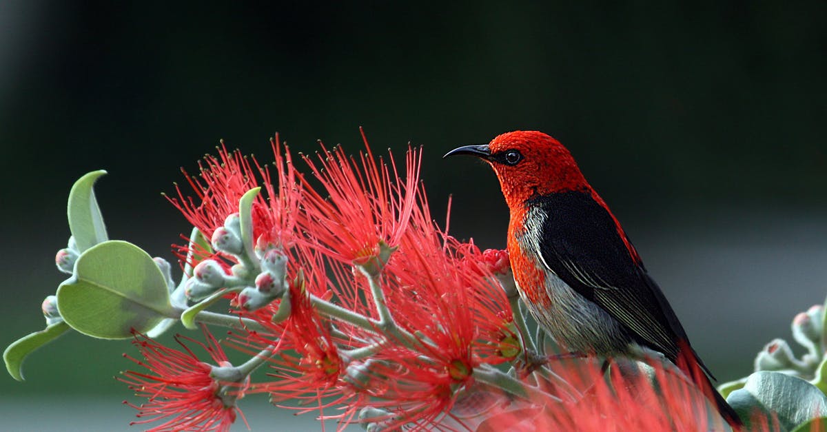 Red Dead Redemption 2 on PC Flash to Desktop Bug - Red and Black Bird on Red Flowers