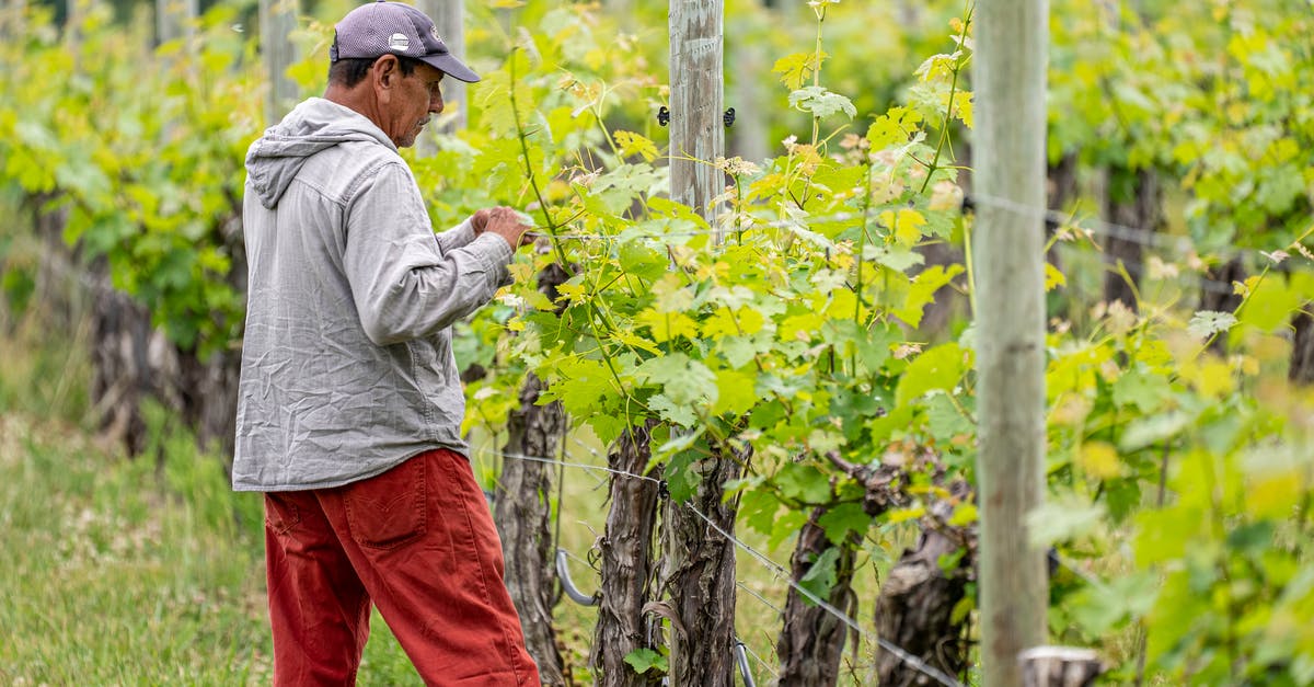 Redstone Producer/Receiver - Free stock photo of active, agbiopix, elder