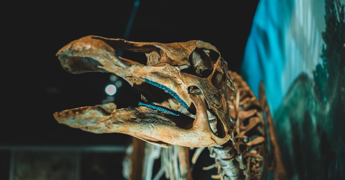 Resurrect NPC without corpse - Side view on dinosaurs head on exhibition