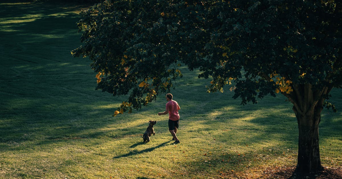 Revive dog while playing free co-op DLC? - Free stock photo of apple, backlit, child Revive dog while playing free co-op DLC? - Free stock photo of apple, backlit, child