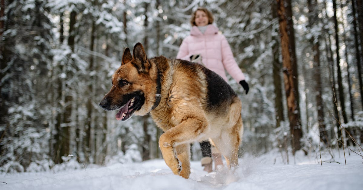 Revive dog while playing free co-op DLC? - Free stock photo of canine, cold, cute Revive dog while playing free co-op DLC? - Free stock photo of canine, cold, cute