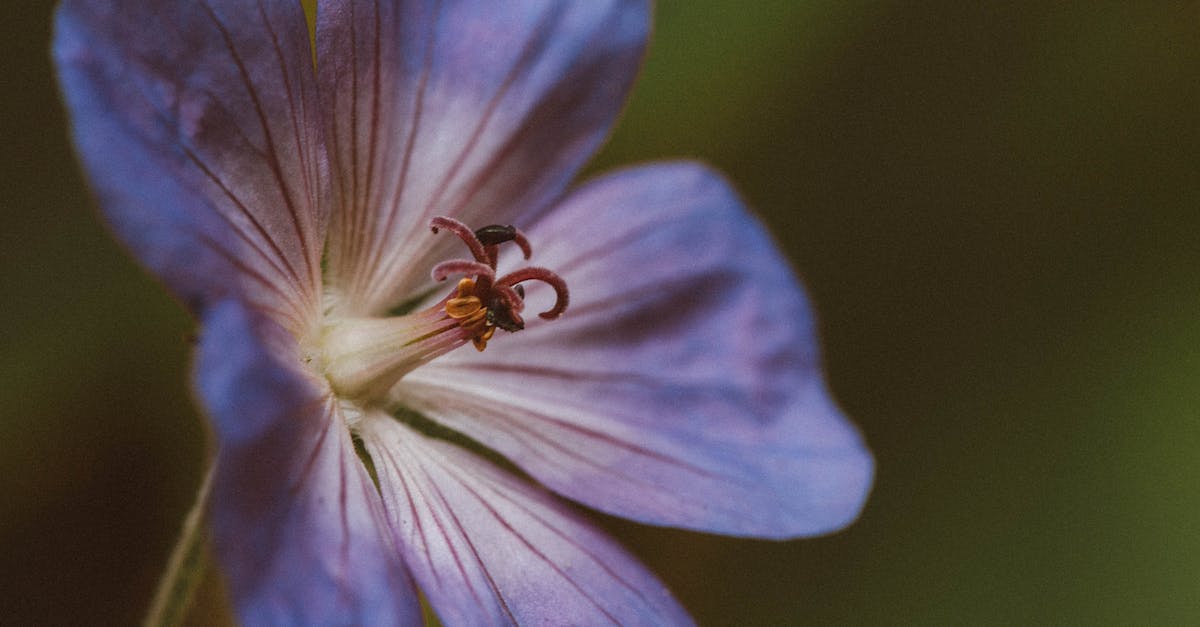 Revoking a Duke's last county? - Purple Flower in Macro Shot Revoking a Duke's last county? - Purple Flower in Macro Shot