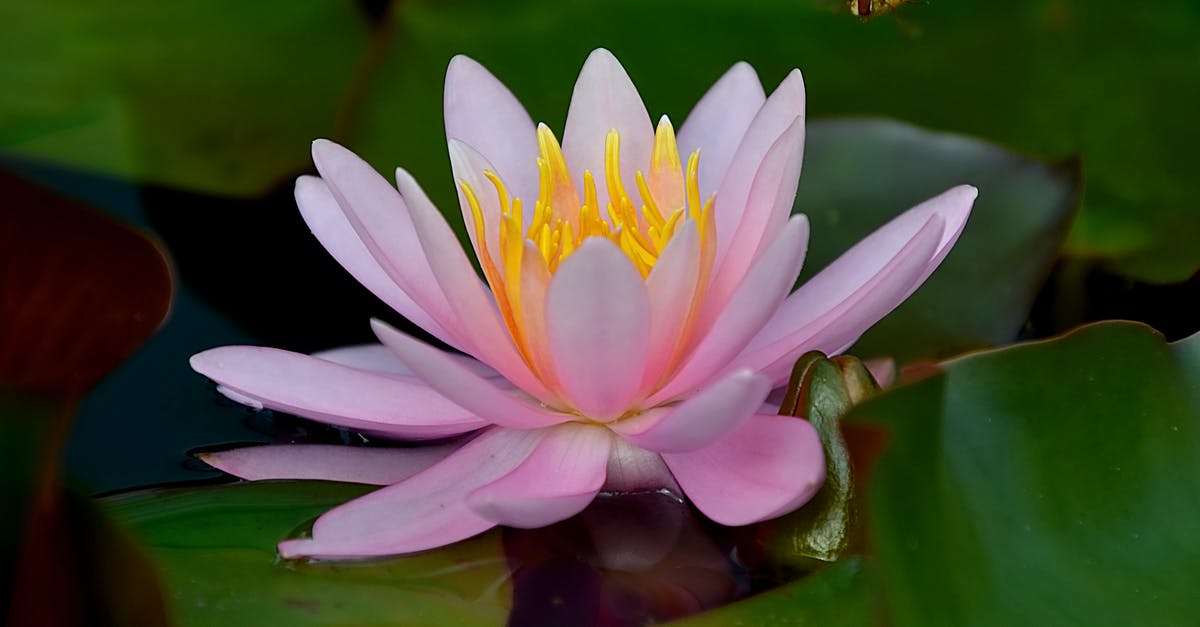 Roaming mend on a single target - White and Pink Lotus Flower