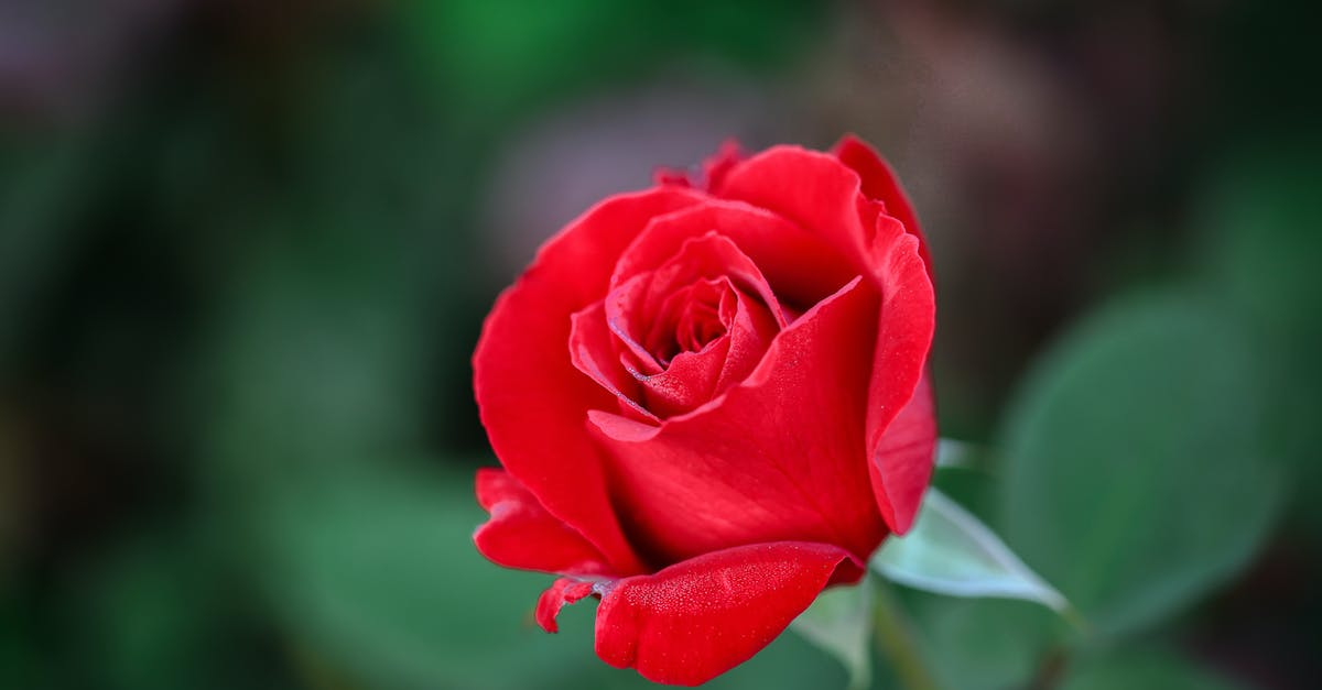 Roaming mend on a single target - Free stock photo of beautiful, blooming, bright Roaming mend on a single target - Free stock photo of beautiful, blooming, bright