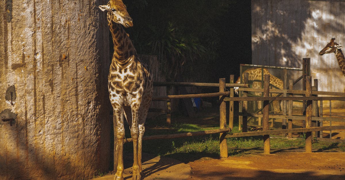 Roughly how long is a winning playthrough on Rogue? [duplicate] - Giraffes behind enclosure in zoological garden