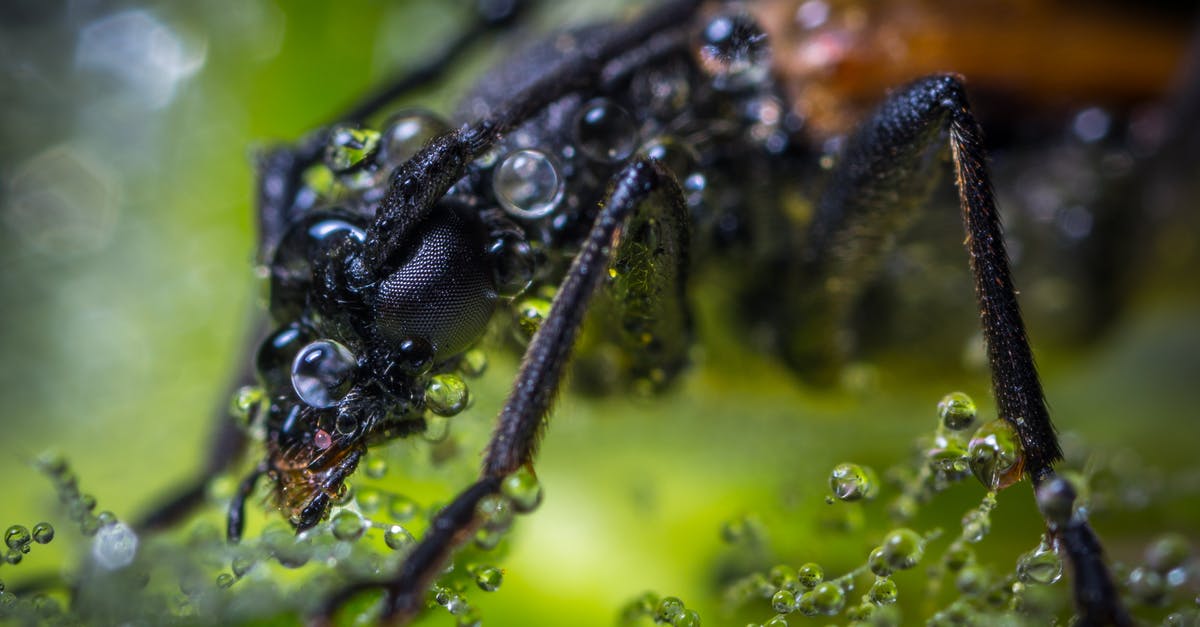 Runes never drop after update to Afterbirth+: bug or bad luck? - Macro Photography of Brown Beetle With Dew Drops Runes never drop after update to Afterbirth+: bug or bad luck? - Macro Photography of Brown Beetle With Dew Drops