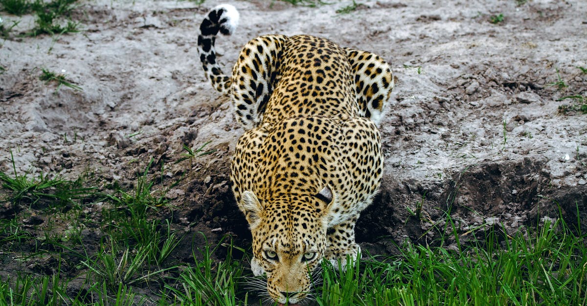 Scoreboard stat drinking water - Leopard Lying on Ground Scoreboard stat drinking water - Leopard Lying on Ground