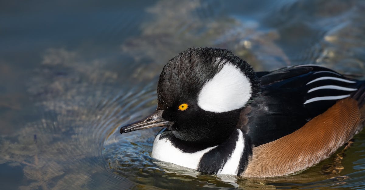 Scouts-Many-Marshes will not move to Breezehome - From above of small North American duck with high circular crest on head swimming on pond