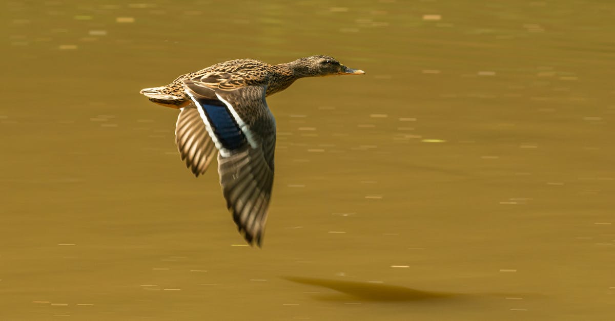 Scouts-Many-Marshes will not move to Breezehome - Side view of drake flapping wings while flying fast over lake with dark water