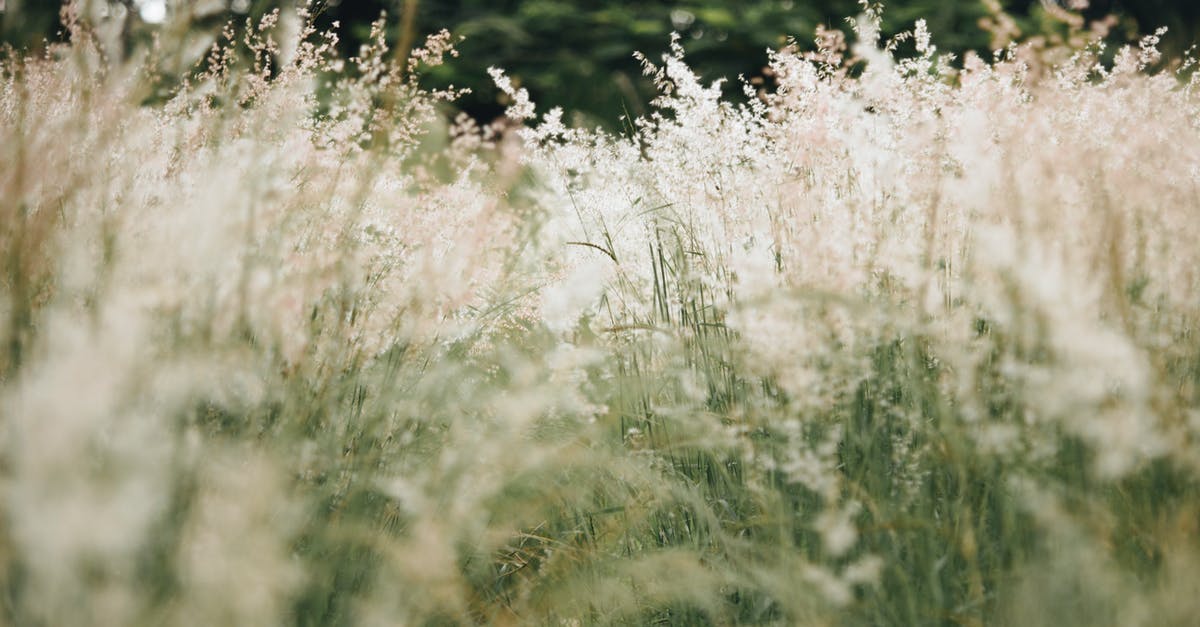 Season 6 Warding & Trinkets - White and Green Grass Field