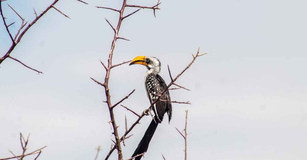 Sera and the Inquisition - A Southern Yellow-Billed Hornbill Perched on a Tree Branch Sera and the Inquisition - A Southern Yellow-Billed Hornbill Perched on a Tree Branch