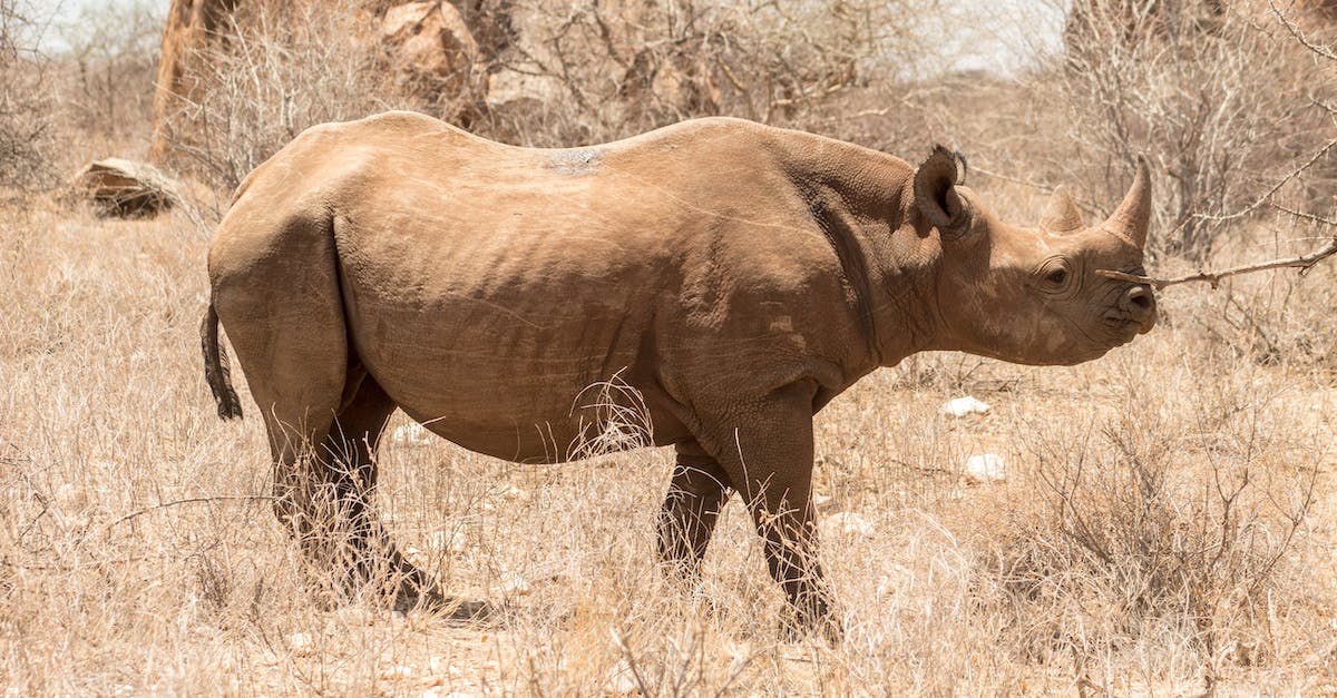 Sera and the Inquisition - A Rhinoceros on a Grassy Field Sera and the Inquisition - A Rhinoceros on a Grassy Field