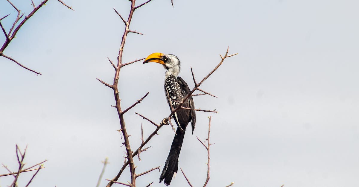 Sera and the Inquisition - A Southern Yellow-Billed Hornbill Perched on a Tree Branch Sera and the Inquisition - A Southern Yellow-Billed Hornbill Perched on a Tree Branch