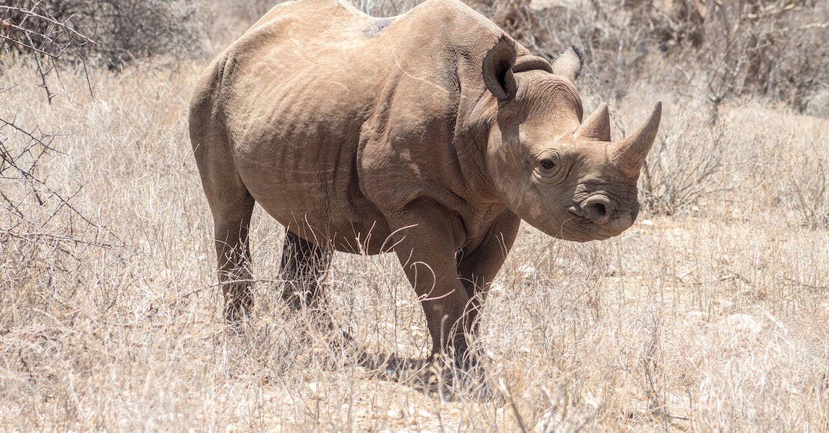 Sera and the Inquisition - A Rhinoceros on a Grassy Field Sera and the Inquisition - A Rhinoceros on a Grassy Field