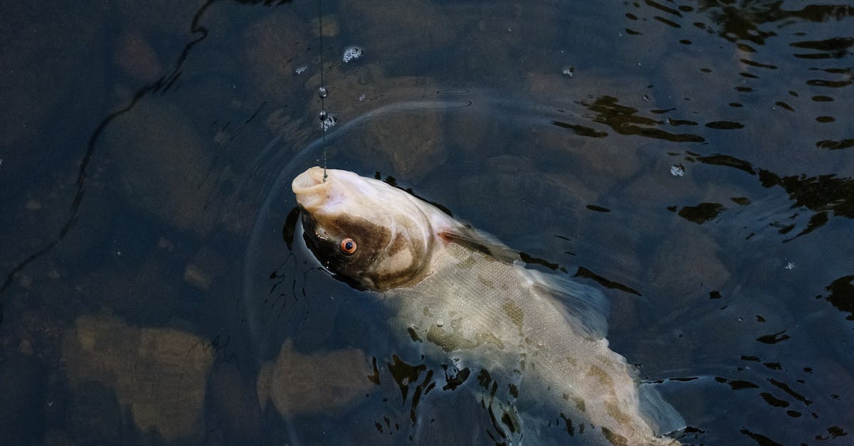 Severely Annoying Fishing Pond Glitch? - White and Gray Fish on Water