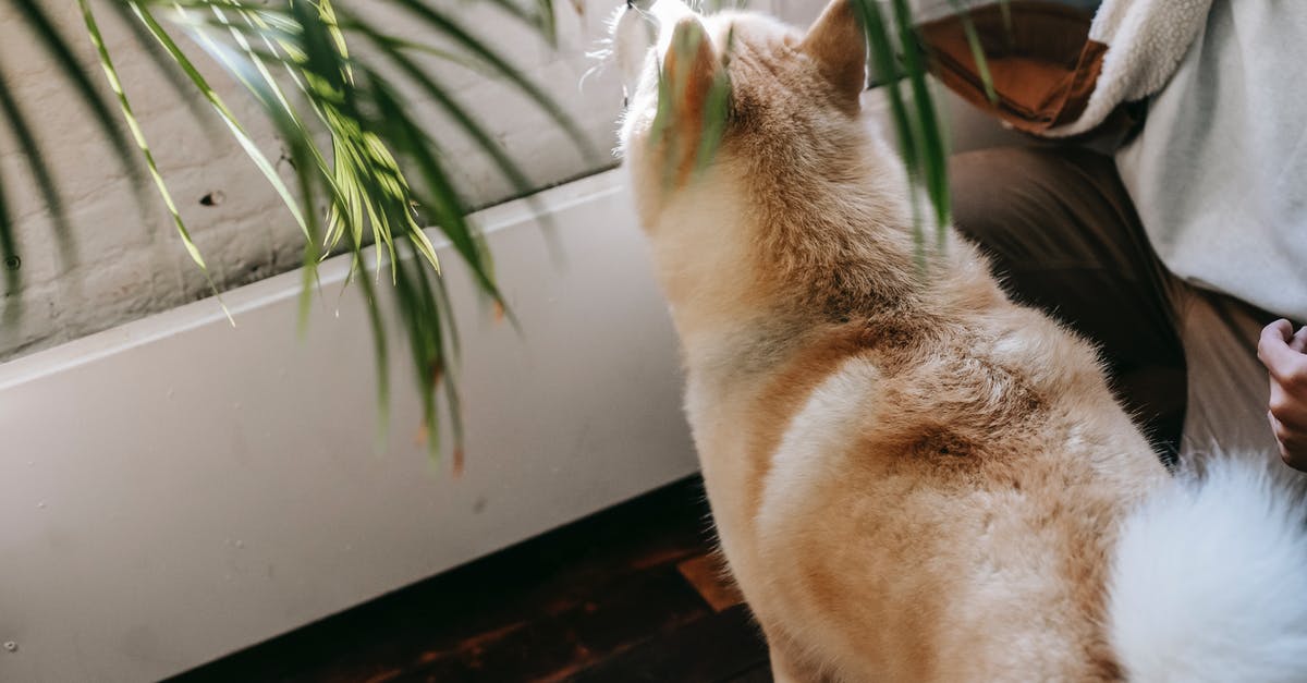 Should I feed my dog? - From above of crop unrecognizable bearded guy in casual clothes sitting on haunches and giving snack to cute Akita Inu dog at home