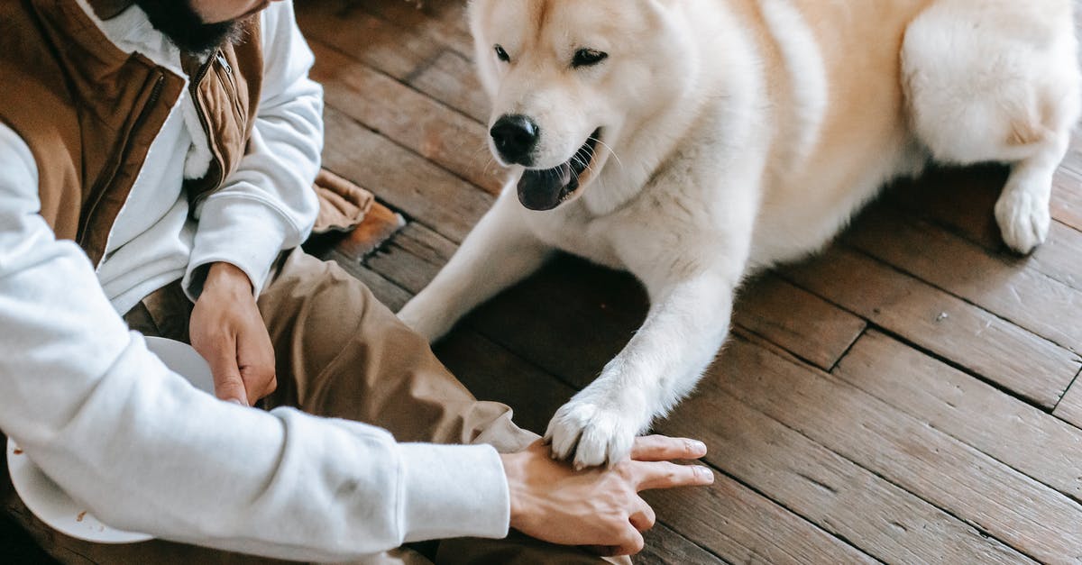 Should I feed my dog? - Unrecognizable ethnic man training purebred dog sitting on floor
