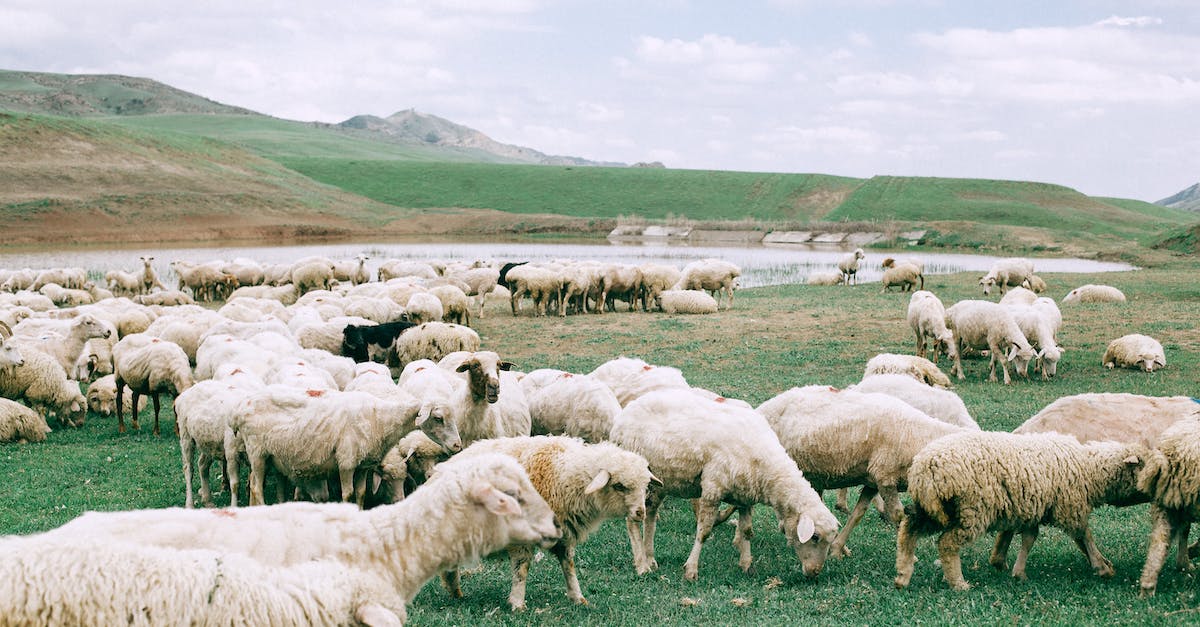 Should I feed the mill or dig a pond in the Lollipop Farm? - Herd of sheep grazing on field