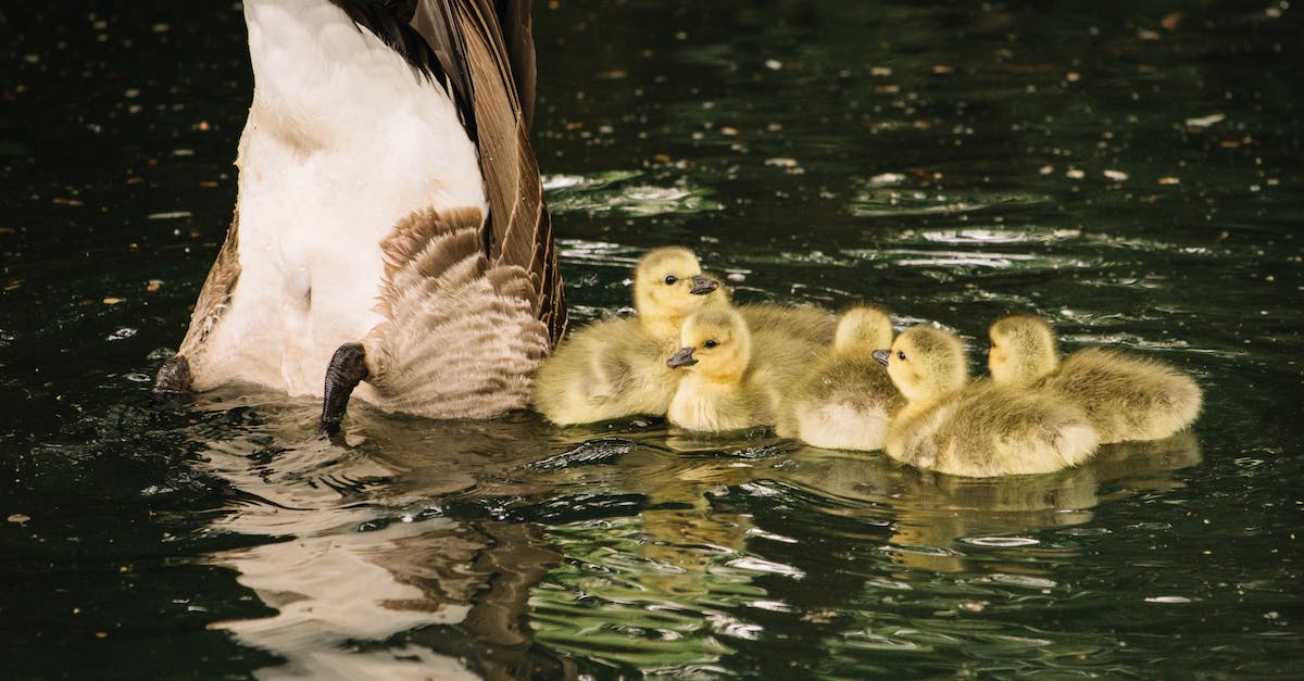 Should I feed the mill or dig a pond in the Lollipop Farm? - Clutch of adorable small goslings with gray goose mother diving for food while swimming in pond