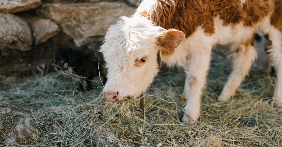 Should I let my pets eat corpses? - Cute calf grazing frozen grass on farm Should I let my pets eat corpses? - Cute calf grazing frozen grass on farm