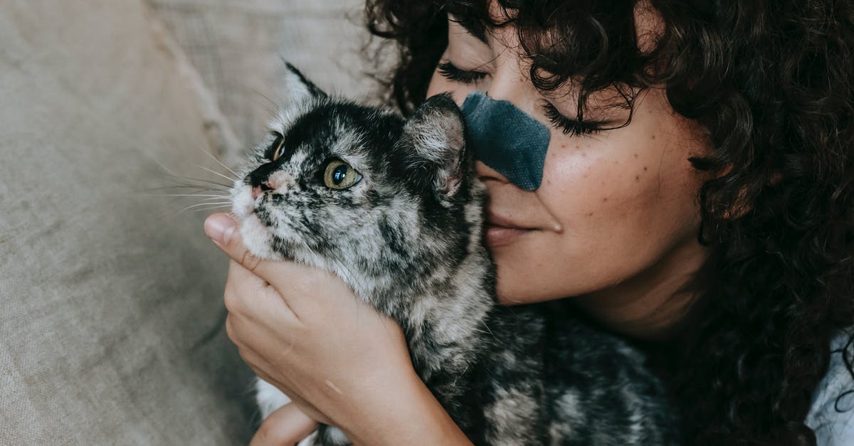 Should I pet my cat or just give him treats? - Delighted young woman embracing cute purebred cat at home Should I pet my cat or just give him treats? - Delighted young woman embracing cute purebred cat at home