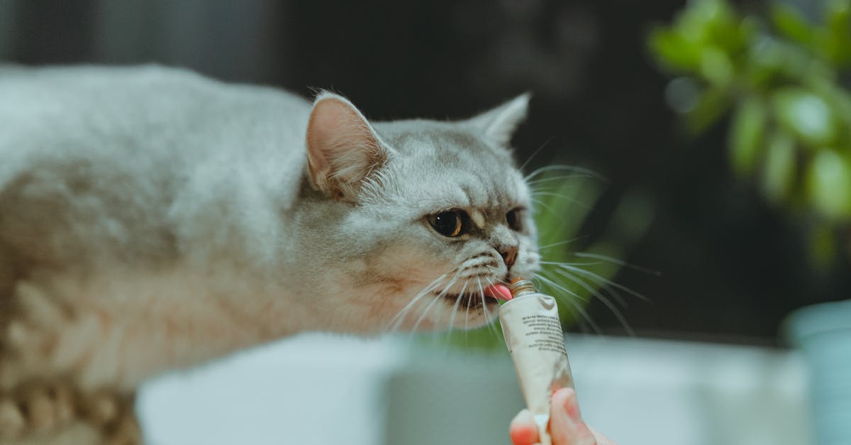 Should I pet my cat or just give him treats? - A Cat Having a Treat Should I pet my cat or just give him treats? - A Cat Having a Treat