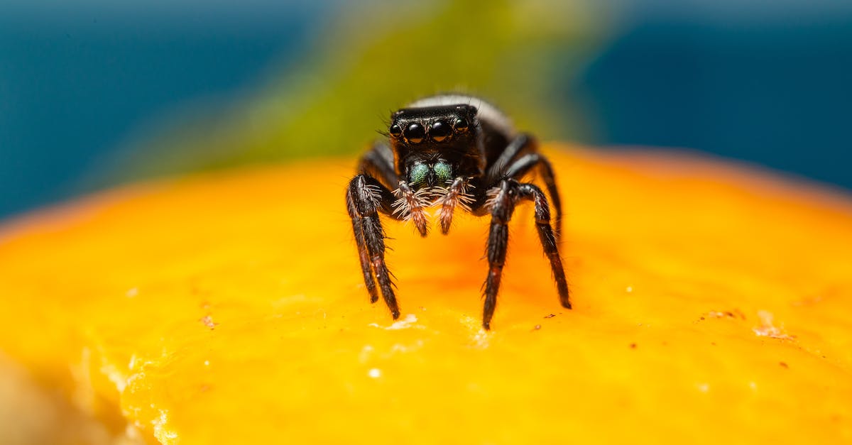 Should I rapid-cast the spider queen? - Should I rapid-cast the spider queen? -