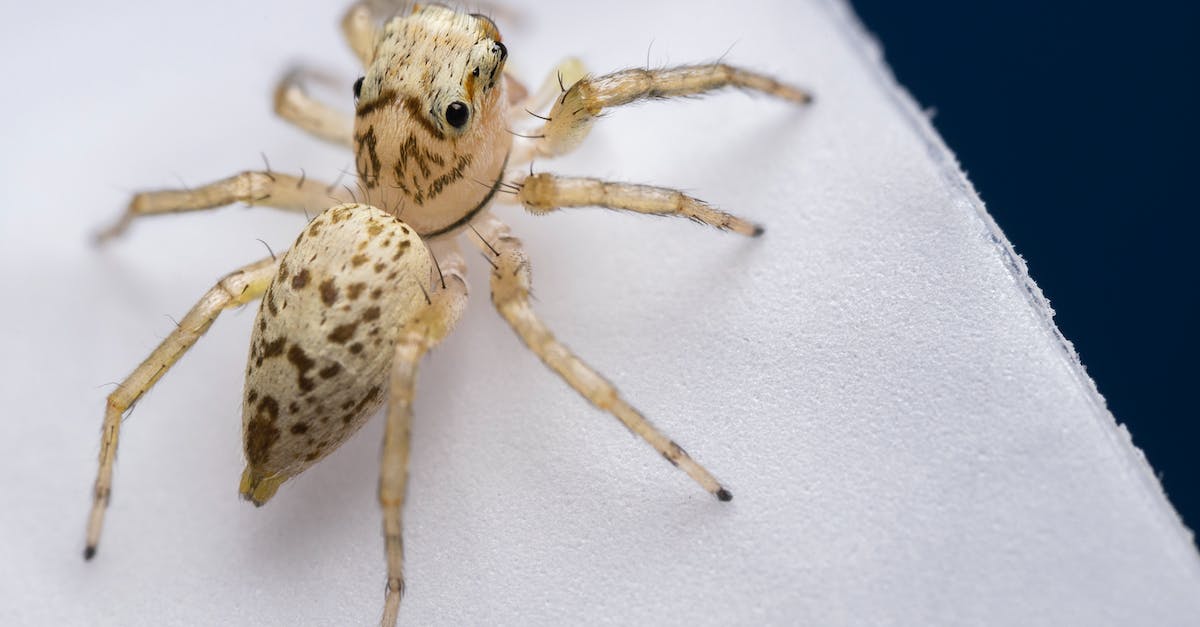 Should I rapid-cast the spider queen? - Should I rapid-cast the spider queen? -