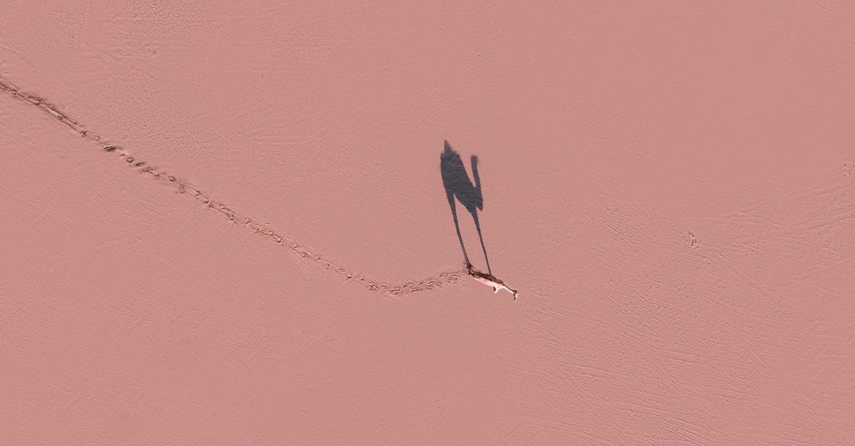 Should I specialise in a single job? - Camel walking on pink surface in sunny day Should I specialise in a single job? - Camel walking on pink surface in sunny day