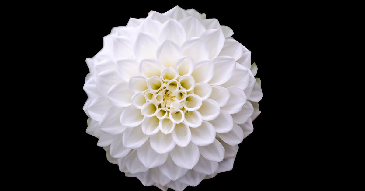 Should I specialise in a single job? - Macro Shot of White Flower Should I specialise in a single job? - Macro Shot of White Flower