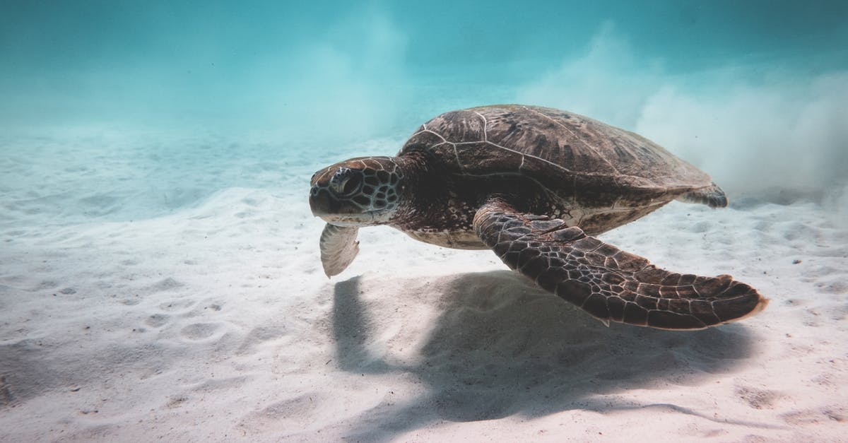 Should I specialise in a single job? - Turtle swimming underwater near bottom of sea Should I specialise in a single job? - Turtle swimming underwater near bottom of sea
